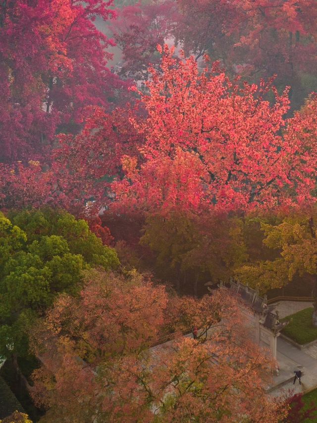 熹微日光滤過晨霧暈染一片紅楓天平山秋日楓紅海洋！