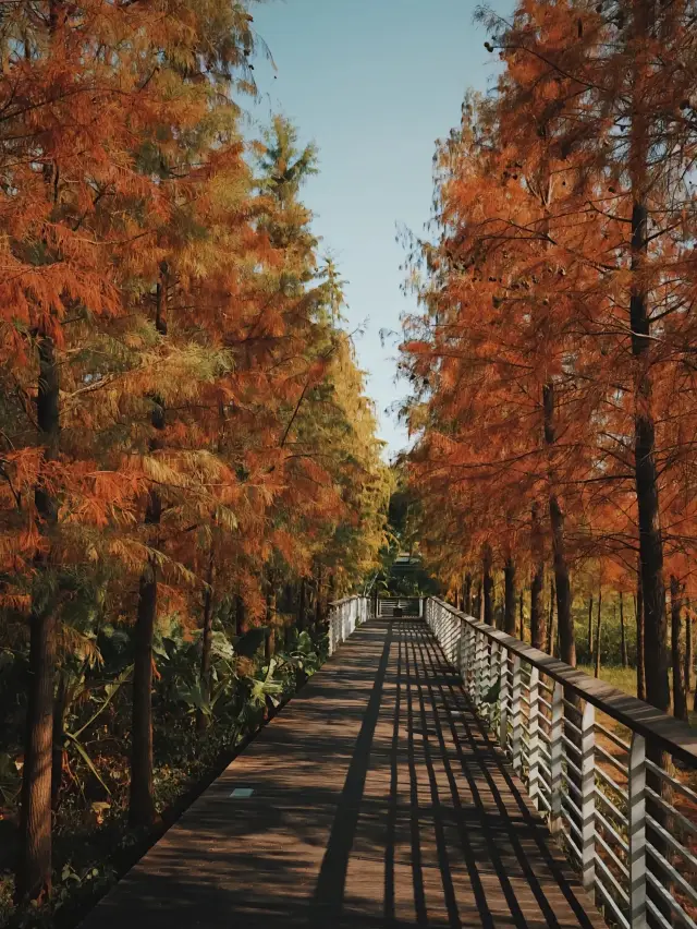 광주 대관 습지 공원 낙엽송 관람 가이드