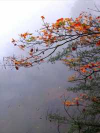 雲南昭通小草壩生態旅遊區—撿一片紅葉，觀一片秋色