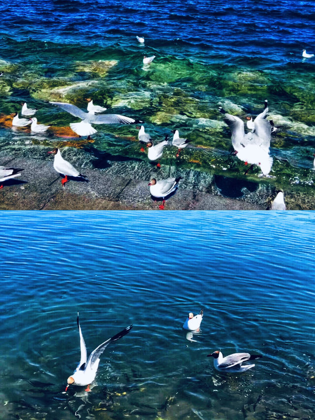 烏海C位｜沙洲中的一顆璀璨的明珠｜烏海湖生態旅遊區