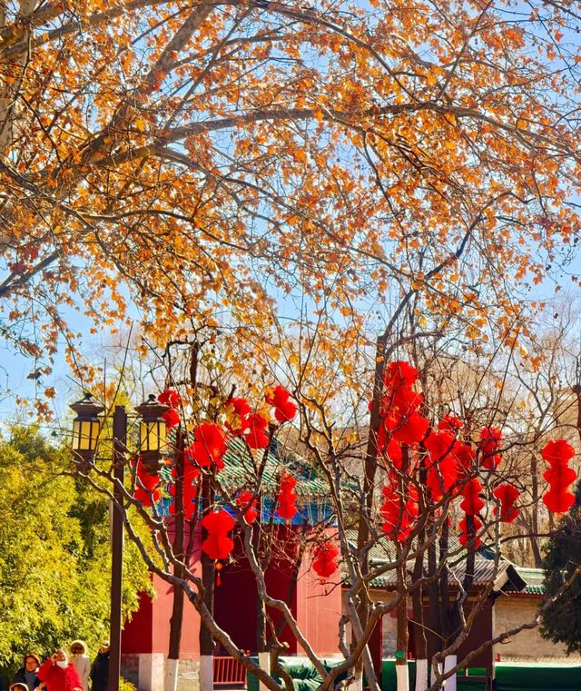 地壇公園的紅燈籠高高掛起，年味十足