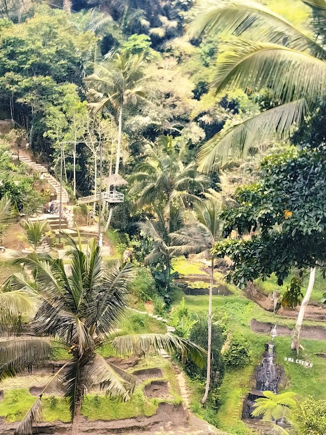 玩轉巴里島｜德格拉朗梯田