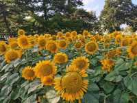 請收下這篇：辰山植物園遊園指南