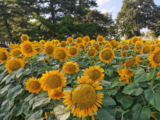 請收下這篇：辰山植物園遊園指南