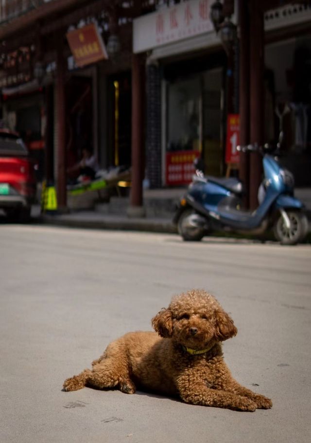 陇南小眾景點|碧口古鎮|周末遊|蘭州出發這是一個每個人都很快樂的小鎮有著超多的小狗 而且每條小狗都很