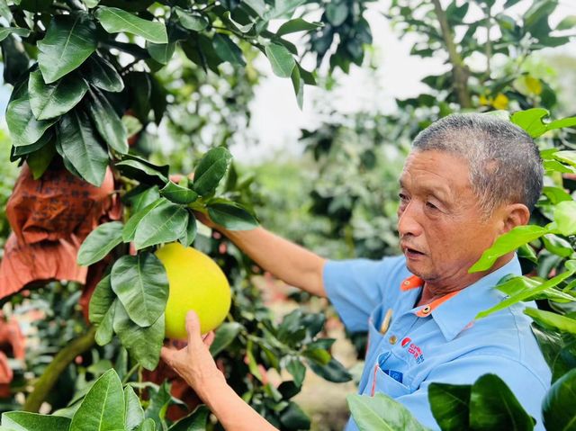 山間柚子，山腳溪流，不負一場秋日之私語