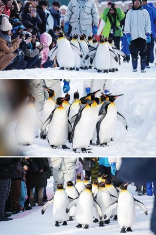 Asahikawa, the most low-key city in Hokkaido, don't miss the penguin walk when you travel in winter