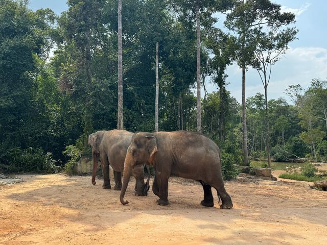 在動物園散步才是正經事｜safari攻略｜