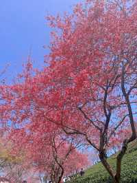 春節好去處｜在福建！！藏在漫畫裡的櫻花園