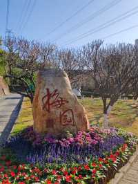 自駕遊廣東，深圳梅園賞梅