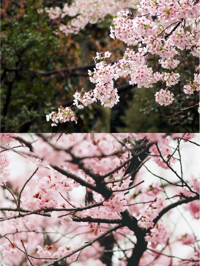 東京賞櫻攻略【櫻花盛開季節】