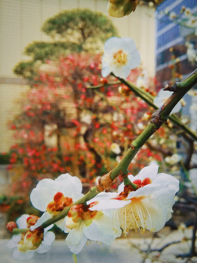 神戶三宮神社，祈福與嚮往的寶地