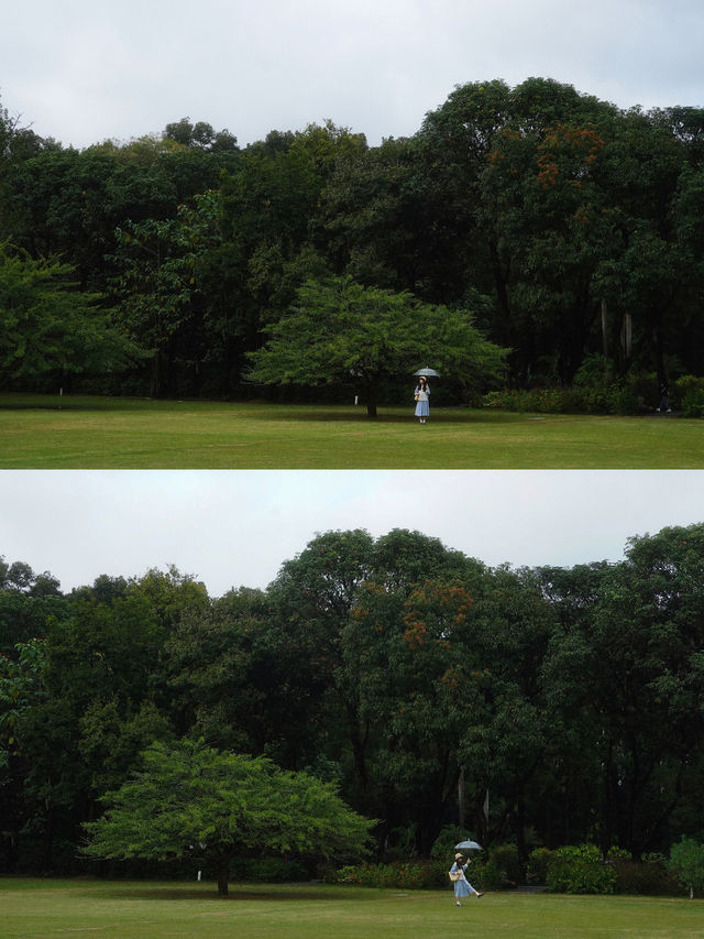 不是西雙版納！是廣州！下雨天的植物園好絕