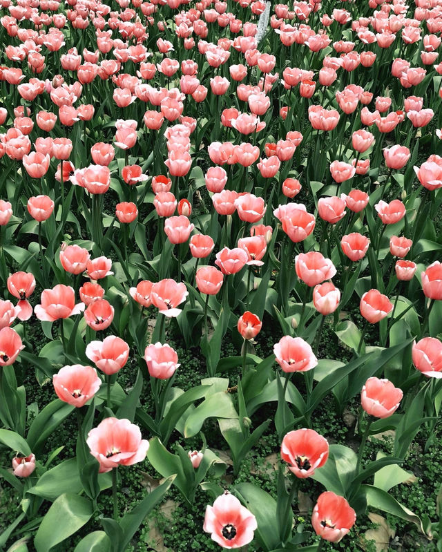 中山植物園｜南京莫內花園