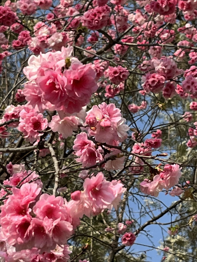 翠湖公園