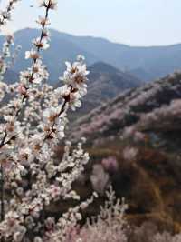 在桃花盛開的季節，我獨自踏上了尋找美景的旅程