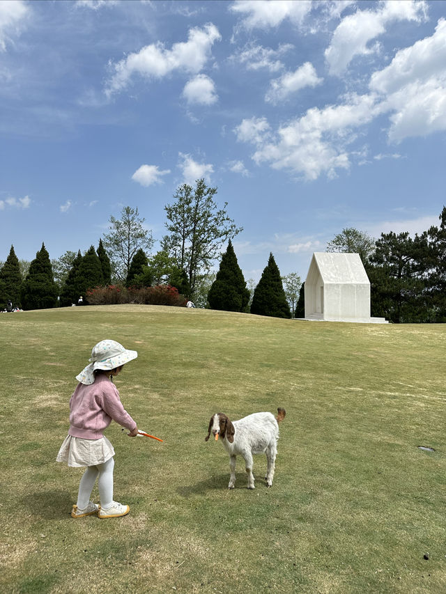 親子打卡｜大理蒼海雲上草原 拍照遛娃寶地