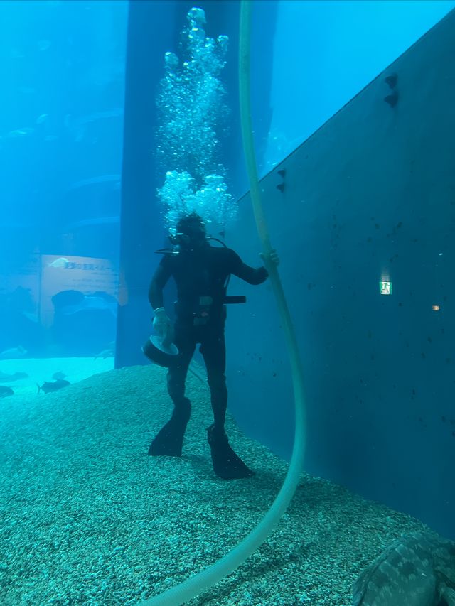 全世界最大的室內水族館大阪必打卡