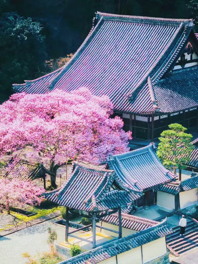 もう桜の難民はいない、この百年桜が満開で美しいです !!