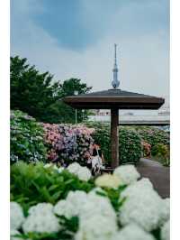 東京免費最美紫陽花觀賞地原來在這裡！