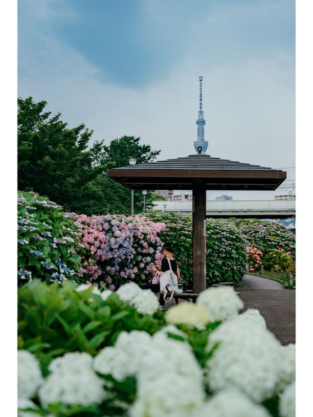 東京免費最美紫陽花觀賞地原來在這裡！
