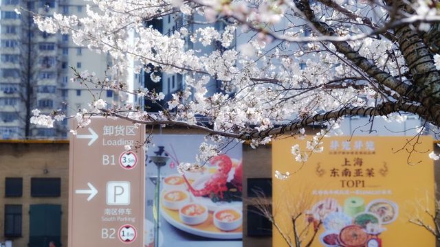 一夜櫻花千樹開，魔都南豐城櫻花賞