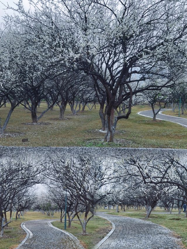 一起去黃埔賞梅，香雪公園梅花已盛開