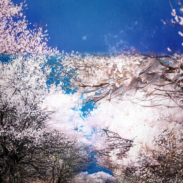 Spring Romance in Flower Viewing: The Dreamy Wonderland of Nyingchi