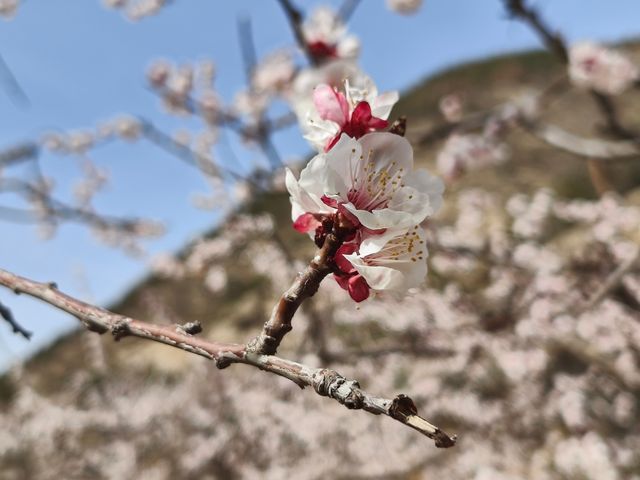 春季3-4月去蘭州周邊賞花