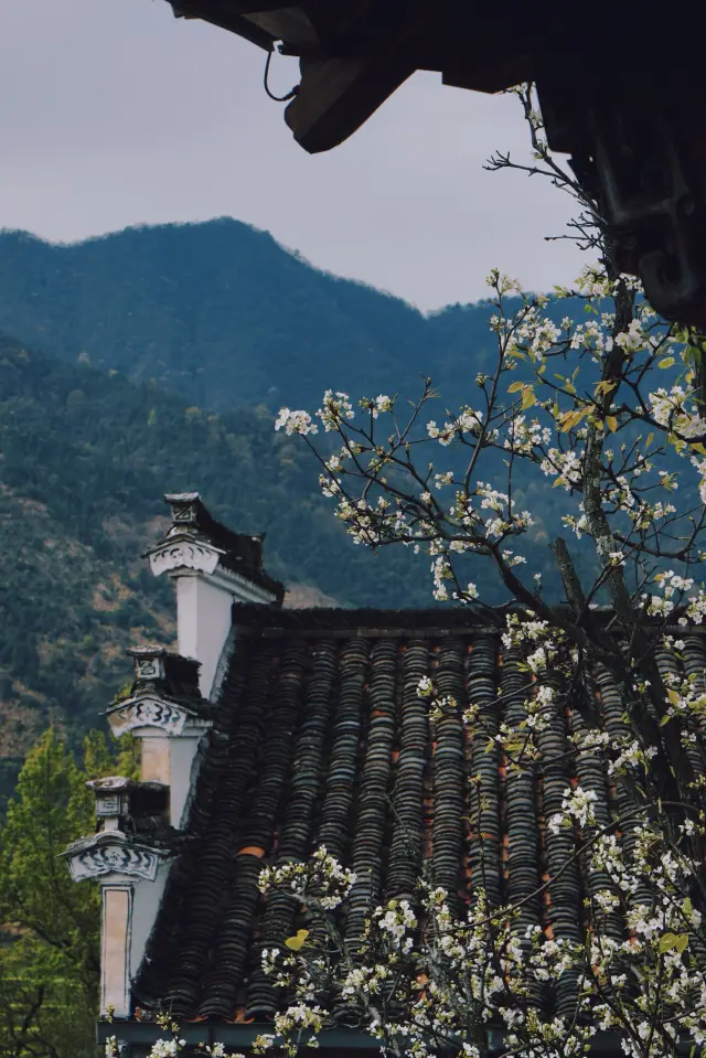 เที่ยวชมดอกไม้ในหมู่บ้านโบราณ Wuyuan สวยงามมาก