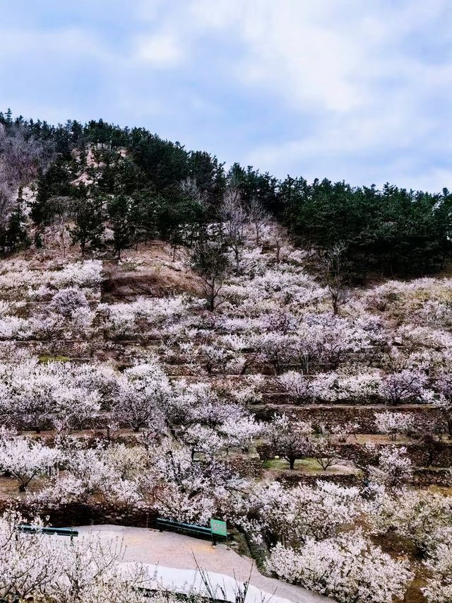 春日賞花好去處，櫻花谷的櫻花全部綻放啦！