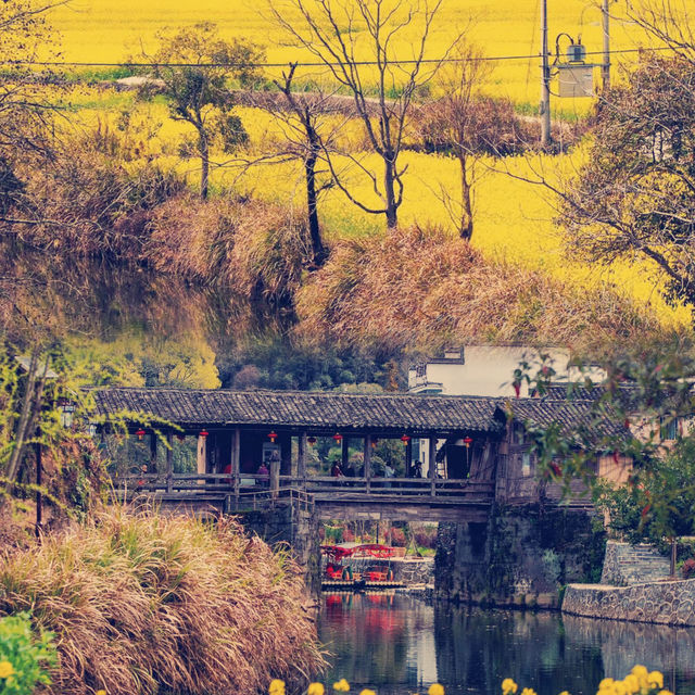 油菜花海：婺源古村