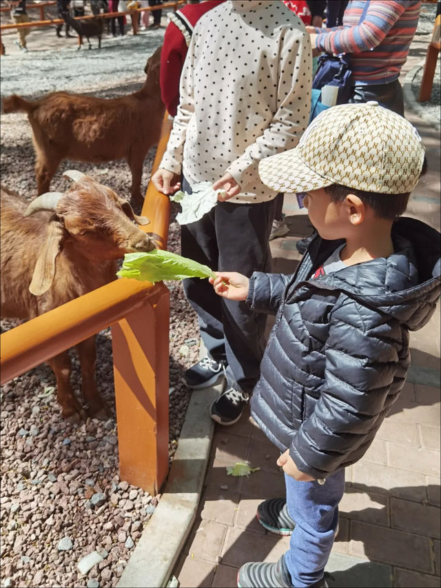 親子春日遊園記 |大興野生動物園遊玩全攻略