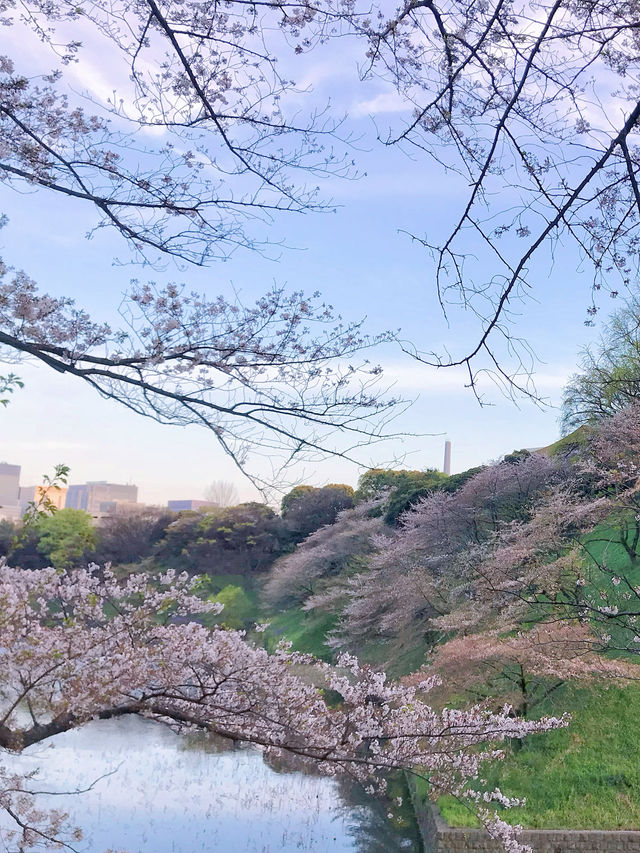 去公園吧！千鳥淵迷人櫻花隧道