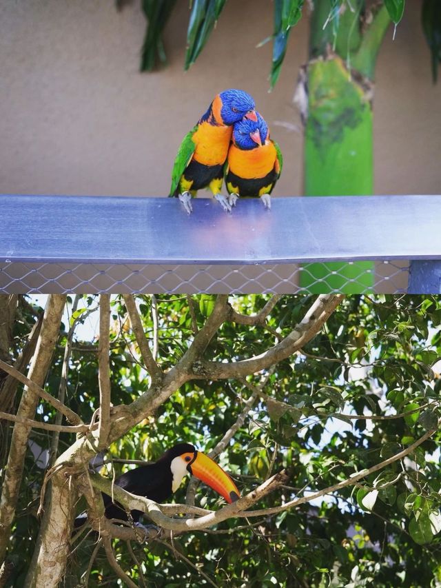 新加坡四大野生動物園懶人攻略