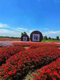 來嘉北郊野公園,"荷"你一起度夏