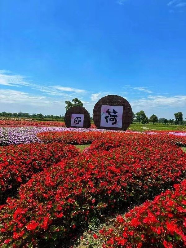 來嘉北郊野公園,"荷"你一起度夏 來嘉北郊野公園,"荷"你一起度夏
