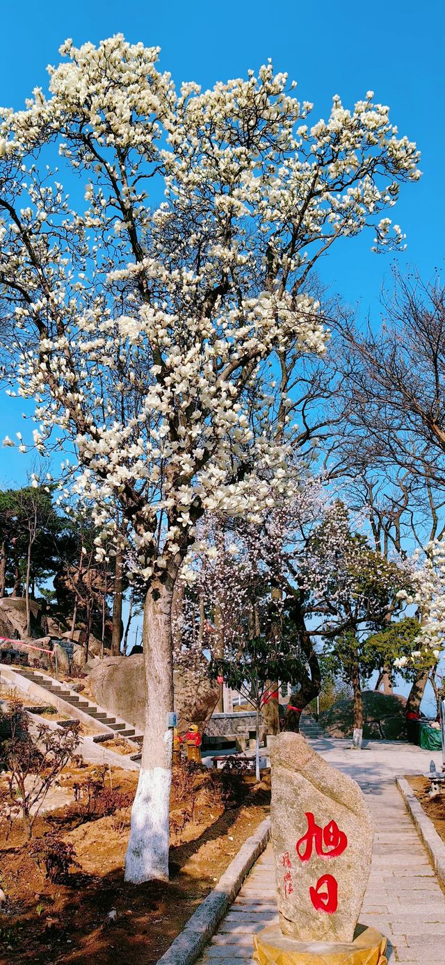 浪漫的春天，就是賞花、登山遊玩的好季節