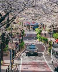 東京櫻花旅遊攻略