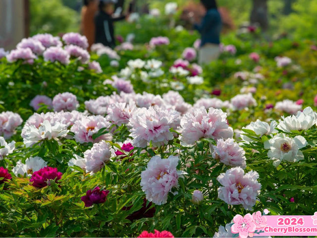 Blooming Tranquility 🌸 🌹 
