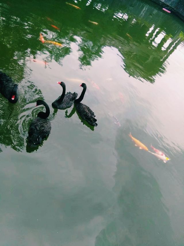 深圳東部華僑城｜一個來了還想再來的地方