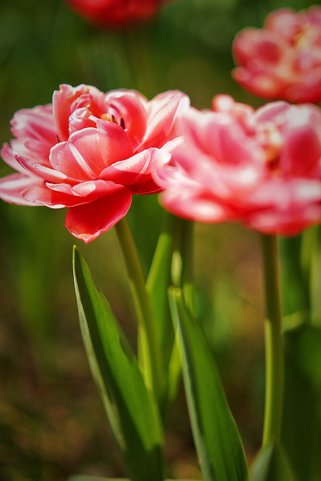 北京中山公園的鬱金香賞花攻略