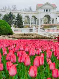 可賞花喂鴿遛娃遊湖 朝陽公園鬱金香開啦