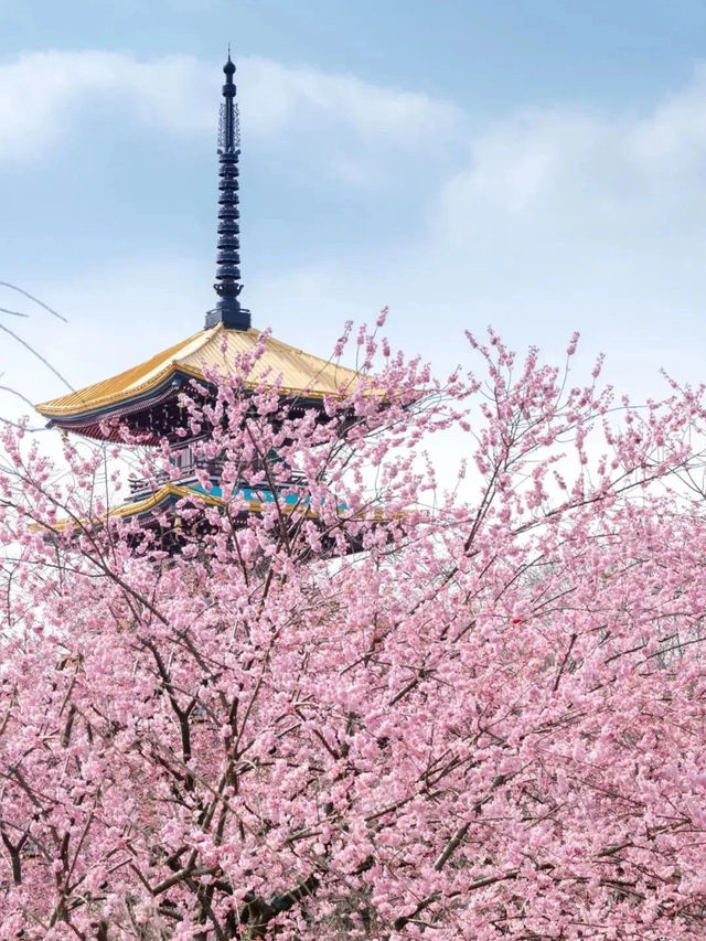 Cherry Blossom Season in Wuhan and Beyond 🌸