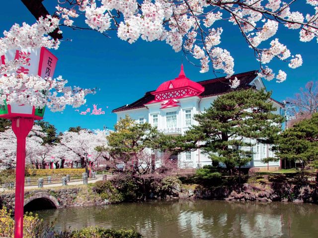 Tsuruoka Hanami Happiness