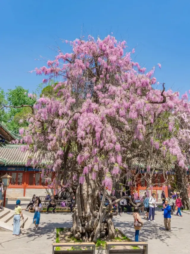 The century-old wisteria at the Confucius Temple in Beijing has bloomed into a waterfall