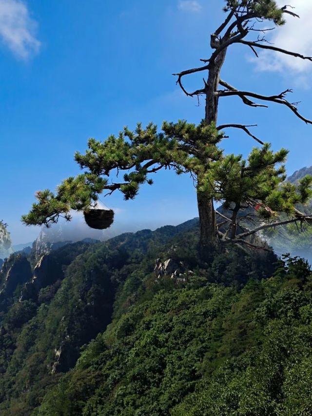 被央視多次點名的老界嶺究竟有多美！來了才知道！