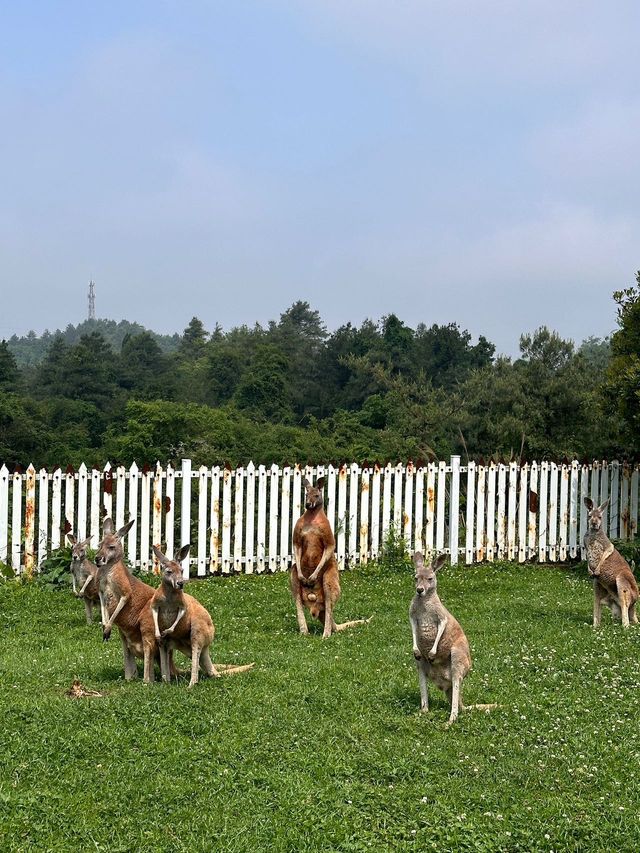 五一好去處！！貴州森林野生動物園