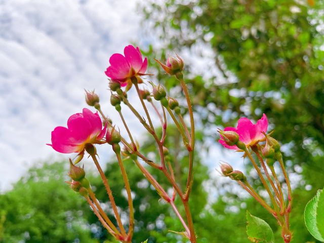 南京浦口老山森林公園