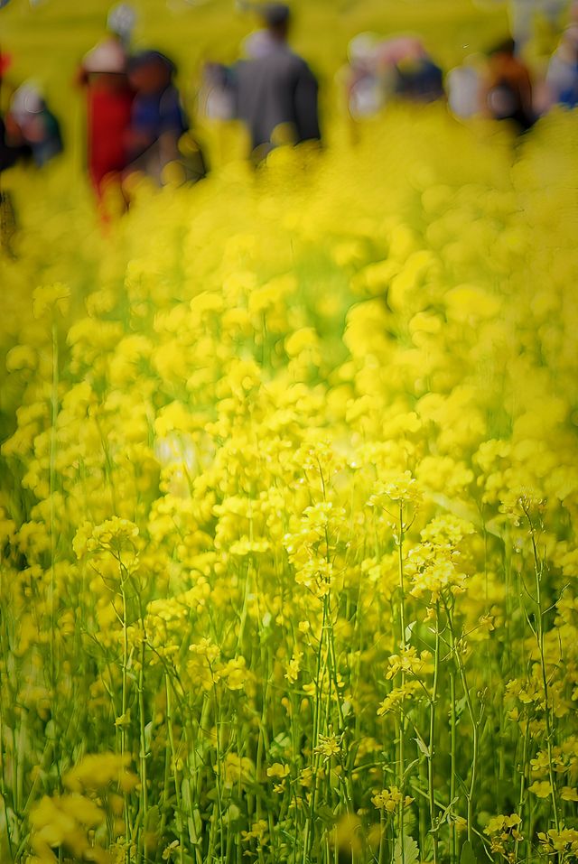 5月4日溫榆河實況｜油菜花開的好，人也多…